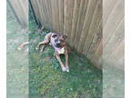 Boxer Mix DOG FOR ADOPTION RGADN-1346114 - Charlie - Boxer / Mixed (short coat)