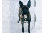 Mix DOG FOR ADOPTION RGADN-1346138 - Persia (courtesy post) - Dutch Shepherd /