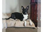 Border Collie Mix DOG FOR ADOPTION RGADN-1346181 - Alice Mae (Jazmin) - Border