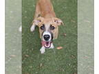 Boxer Mix DOG FOR ADOPTION RGADN-1346198 - ARI - Boxer / Mixed (medium coat) Dog