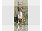 Boxer DOG FOR ADOPTION RGADN-1346208 - Juno - Boxer Dog For Adoption