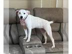 American Staffordshire Terrier Mix DOG FOR ADOPTION RGADN-1346295 - Isabella -