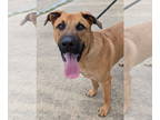 Boxer-German Shepherd Dog Mix DOG FOR ADOPTION RGADN-1346336 - Kiba - German