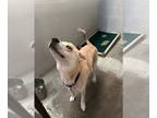 Mix DOG FOR ADOPTION RGADN-1346368 - TAZ - Husky (medium coat) Dog For