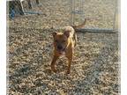 Rottweiler-American Pit Bull Terrier DOG FOR ADOPTION RGADN-1346437 - *ROCKO -