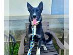 Shollie DOG FOR ADOPTION RGADN-1346554 - *SPIRIT - German Shepherd Dog / Border