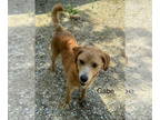 Golden Retriever DOG FOR ADOPTION RGADN-1346556 - Gabe - Golden Retriever /