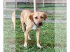 Labralas DOG FOR ADOPTION RGADN-1346760 - Lila - Labrador Retriever / Vizsla /