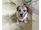 Beagle Mix DOG FOR ADOPTION RGADN-1346895 - Shortcake (GA) - Beagle / Mixed