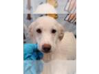 Great Pyrenees Mix DOG FOR ADOPTION RGADN-1346898 - Benson (AL) - Great Pyrenees