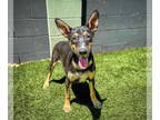 German Shepherd Dog Mix DOG FOR ADOPTION RGADN-1346903 - Remarkable Lil Ringo =