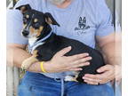 Dachshund Mix DOG FOR ADOPTION RGADN-1347093 - Chopper - Dachshund / Mixed