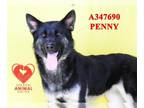 German Shepherd Dog Mix DOG FOR ADOPTION RGADN-1347115 - PENNY - German Shepherd