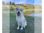 Huskies -Wheaten Terrier Mix DOG FOR ADOPTION RGADN-1347259 - Dante - Wheaten