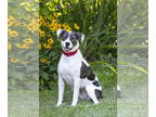 American Staffordshire Terrier-Pointer Mix DOG FOR ADOPTION RGADN-1347293 -