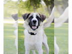 Saint Bernard Mix DOG FOR ADOPTION RGADN-1347324 - Tuttee - Saint Bernard /