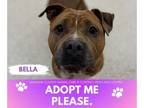 Staffordshire Bull Terrier DOG FOR ADOPTION RGADN-1347375 - BELLA -