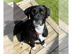 Boxador DOG FOR ADOPTION RGADN-1347542 - Lucy - Labrador Retriever / Boxer /