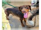 Doberman Pinscher DOG FOR ADOPTION RGADN-1347545 - *HAPPY - Doberman Pinscher