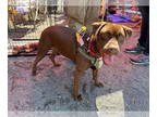 Boxer Mix DOG FOR ADOPTION RGADN-1347761 - Sable (SC) - Boxer / Mixed (short