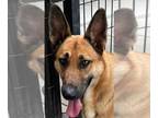 German Shepherd Dog DOG FOR ADOPTION RGADN-1347826 - ODESSA - German Shepherd