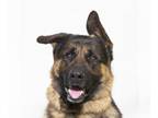 German Shepherd Dog DOG FOR ADOPTION RGADN-1347909 - ARCHIE - German Shepherd