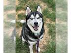 Huskies Mix DOG FOR ADOPTION RGADN-1347982 - Falcon - Husky / Mixed Dog For