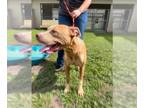 American Pit Bull Terrier DOG FOR ADOPTION RGADN-1348042 - JAMESON - Pit Bull