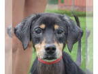 Beagle-Border Collie Mix DOG FOR ADOPTION RGADN-1348051 - Julie Anne - Border