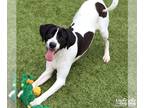 Pointer Mix DOG FOR ADOPTION RGADN-1348089 - Harris - Pointer / Hound / Mixed