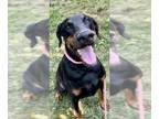 Doberman Pinscher DOG FOR ADOPTION RGADN-1348161 - *LACE - Doberman Pinscher