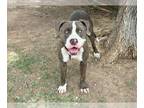 Staffordshire Bull Terrier DOG FOR ADOPTION RGADN-1348209 - TORCH -