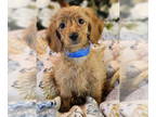 Poodle (Toy) DOG FOR ADOPTION RGADN-1348362 - Raider - Poodle (Toy) / Golden