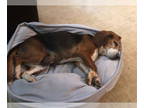 Beagle DOG FOR ADOPTION RGADN-1348573 - Violet - Beagle Dog For Adoption