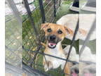 Dachshund Mix DOG FOR ADOPTION RGADN-1348648 - Lucy - Dachshund / Mixed Dog For