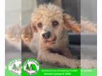 Poodle (Miniature) DOG FOR ADOPTION RGADN-1348675 - Juniper - Poodle (Miniature)