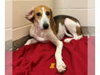 American Foxhound Mix DOG FOR ADOPTION RGADN-1348712 - Miranda - American