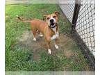 Boxer Mix DOG FOR ADOPTION RGADN-1348777 - EMBER - Boxer / Mixed (short coat)