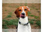 Treeing Walker Coonhound DOG FOR ADOPTION RGADN-1348865 - MOJO - Treeing Walker