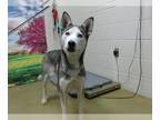 Siberian Husky DOG FOR ADOPTION RGADN-1348938 - SHARONA - Siberian Husky (medium