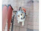 Australian Shepherd DOG FOR ADOPTION RGADN-1349064 - Kayli - Australian Shepherd