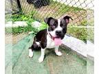 American Pit Bull Terrier Mix DOG FOR ADOPTION RGADN-1349068 - Dice - American