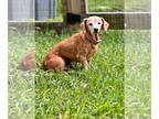 Dachshund DOG FOR ADOPTION RGADN-1349159 - Coco - Dachshund Dog For Adoption