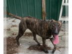 Labrador Retriever-Mountain Cur Mix DOG FOR ADOPTION RGADN-1349257 - Wanda the