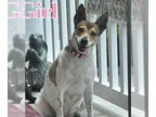 Rat Terrier Mix DOG FOR ADOPTION RGADN-1349279 - Maddie - Rat Terrier / Mixed