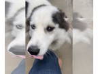 Huskies -Pomeranian Mix DOG FOR ADOPTION RGADN-1349283 - Panda Bear - Husky /