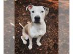 American Staffordshire Terrier Mix DOG FOR ADOPTION RGADN-1349330 - Krypto -