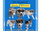 Alusky DOG FOR ADOPTION RGADN-1349436 - Kodiak - Alaskan Malamute / Siberian