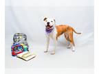 Boxer DOG FOR ADOPTION RGADN-1349862 - DINA - Boxer (medium coat) Dog For