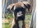 American Pit Bull Terrier Mix DOG FOR ADOPTION RGADN-1350048 - Lulu - Shepherd /